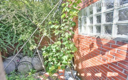 Kleiner Garten